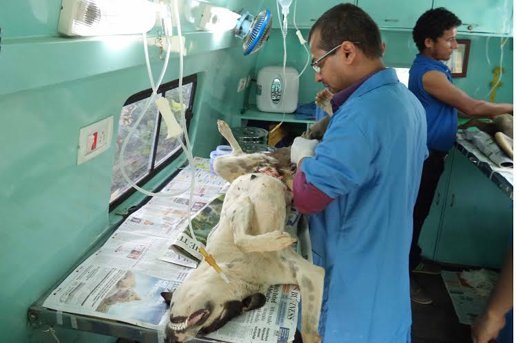 ಶ್ವಾನ ಸಂತಾನ ಹರಣ ಶಸ್ತ್ರ ಚಿಕಿತ್ಸೆ